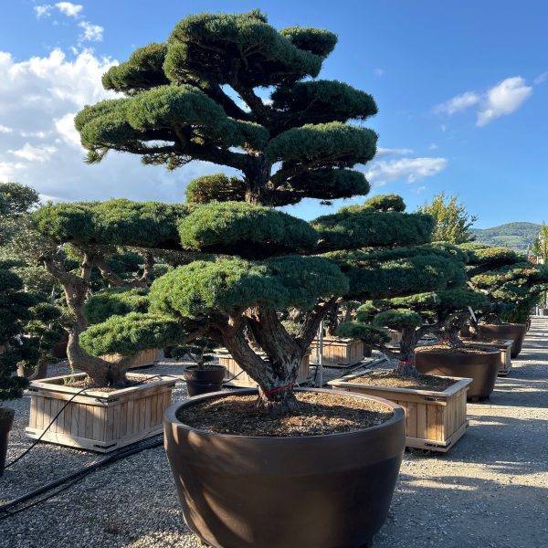 Pinus pentaphylla PIPEBONSAI-I-8051838562699