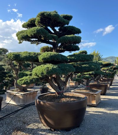 Pinus pentaphylla PIPEBONSAI-I-8051838562699
