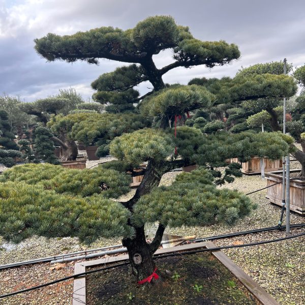 Pinus pentaphylla