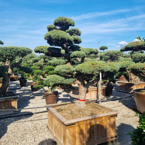 Pinus pentaphylla