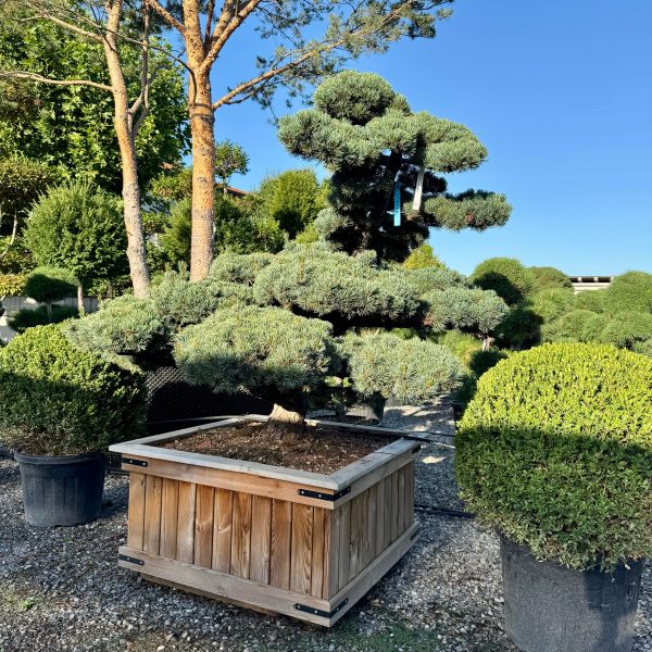 Pinus pentaphylla