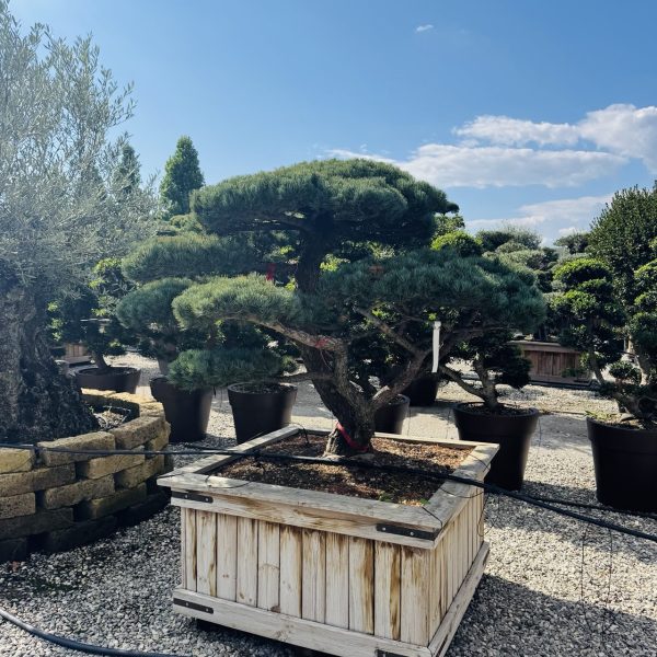 Pinus pentaphylla