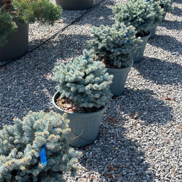 Picea pungens 'Glauca Globosa' (Gnezdasta srebrna smreka)