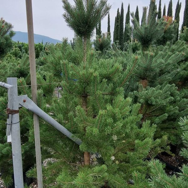Pinus sylvestris (Rdeči bor)