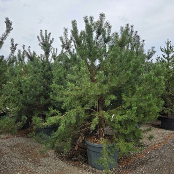 Pinus sylvestris (Rdeči bor)