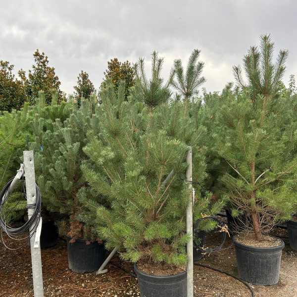 Pinus sylvestris (Rdeči bor)