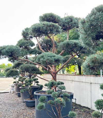 Pinus sylvestris 'GLAUCA' PISYGLBONSAI-I-8051838510904
