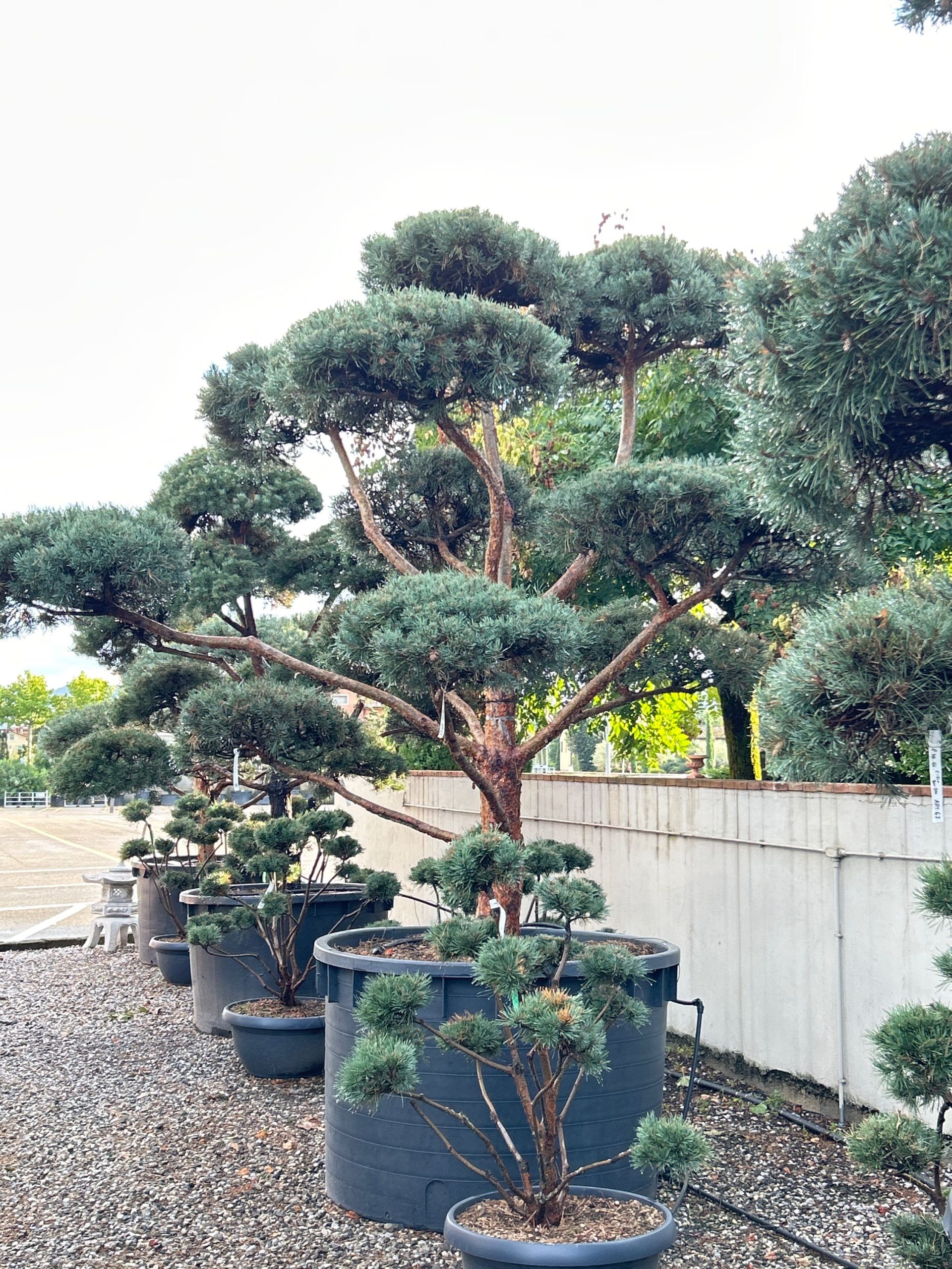 PISYGLBONSAI-I-8051838510904 Pinus sylvestris 'GLAUCA' PISYGLBONSAI-I-8051838510904