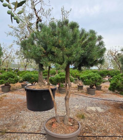 Pinus sylvestris PISYMULTI-I-8051838732375