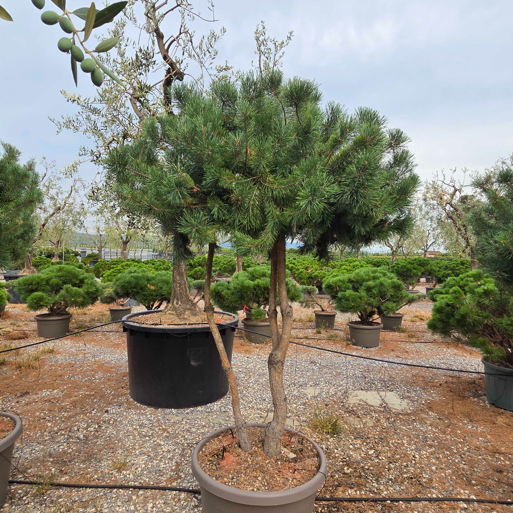 PISYMULTI-I-8051838732375 Pinus sylvestris PISYMULTI-I-8051838732375