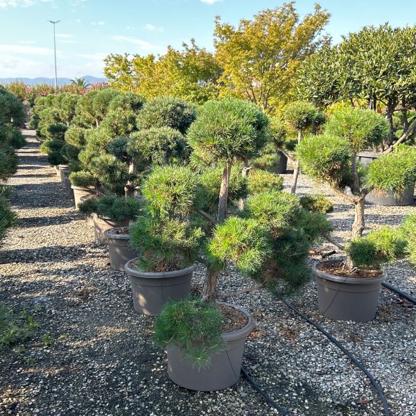 Pinus sylvestris Rdeči bor POMPON