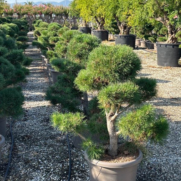 Pinus sylvestris Rdeči bor POMPON