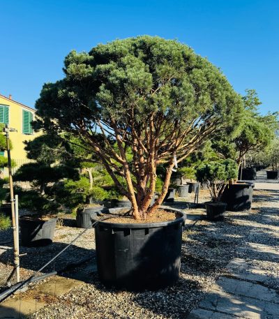 Pinus sylvestris 'WATERERI' PISYWAMULTI-I-8051838569766