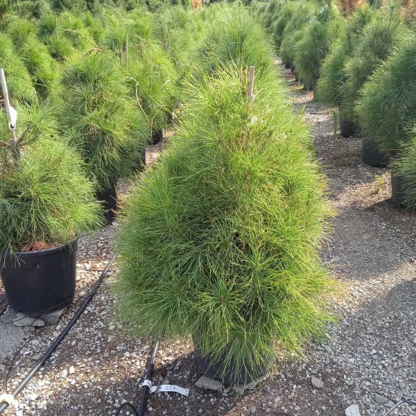 Pinus wallichiana (Himalajski bor)