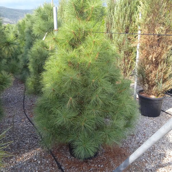 Pinus wallichiana (Himalajski bor)