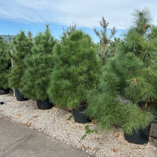 Pinus wallichiana (Himalajski bor)
