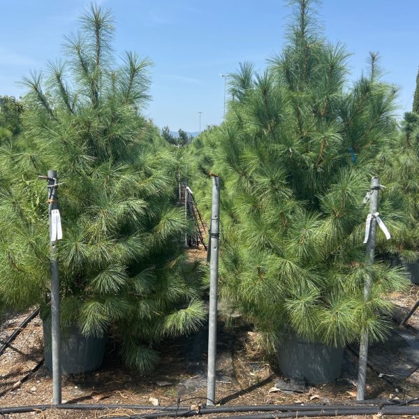 Pinus wallichiana (Himalajski bor)