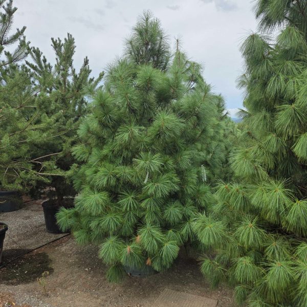 Pinus wallichiana (Himalajski bor)