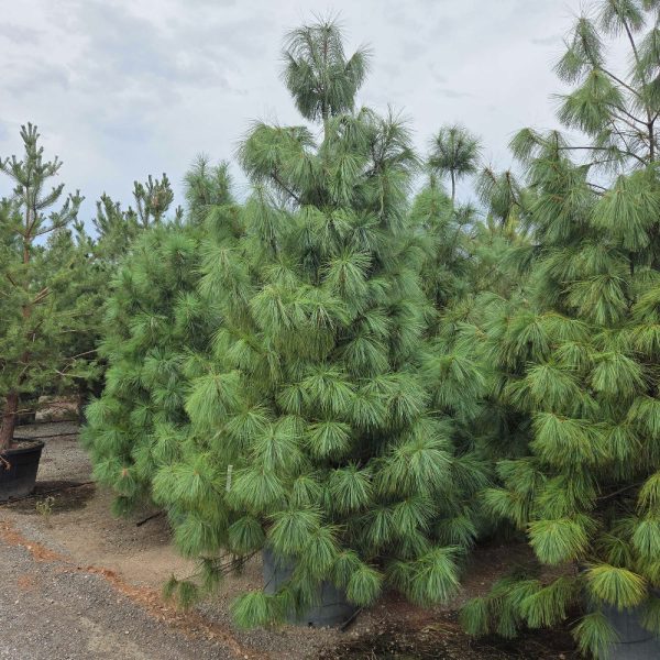 Pinus wallichiana (Himalajski bor)