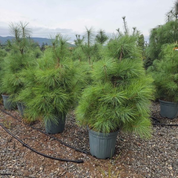 Pinus wallichiana (Himalajski bor)
