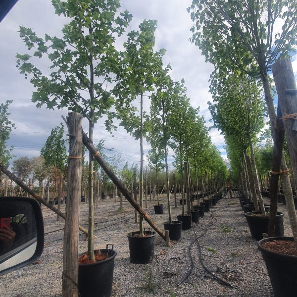 Platanus x acerifolia (Javorolistna platana)