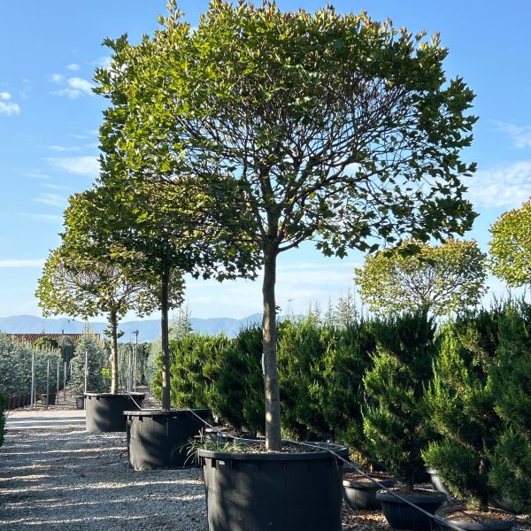 Platanus x acerifolia (Javorolistna platana)