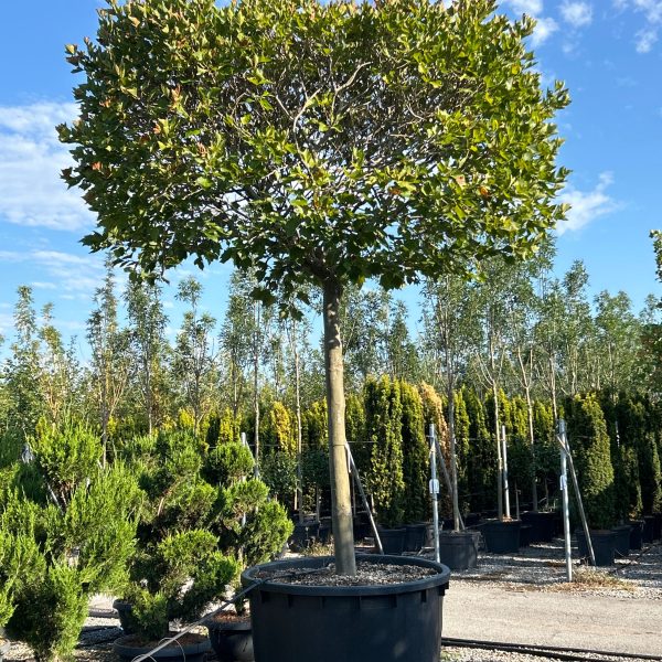 Platanus x acerifolia (Javorolistna platana)