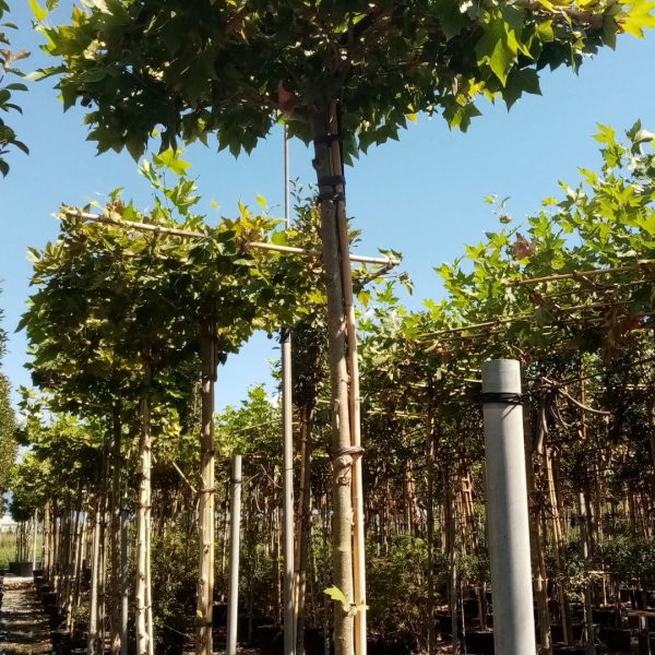 Platanus × ACERIFOLIA