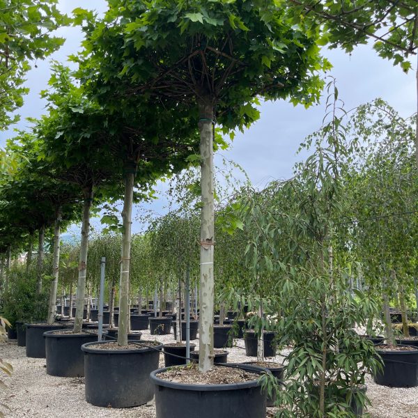 Platanus × ACERIFOLIA