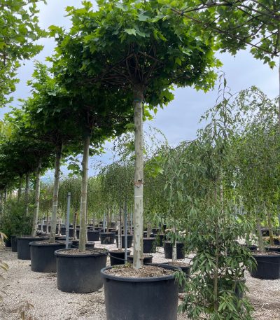 Platanus × ACERIFOLIA PLACST-I-8051838438918