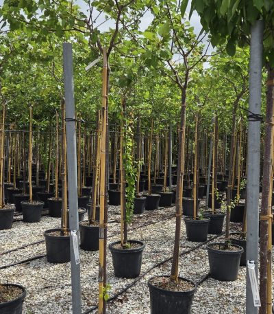 Prunus armeniaca 'LUIZET' PRARLUST-I-8051838590241
