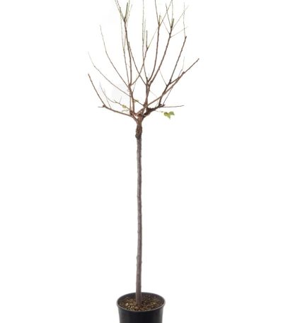 Prunus armeniaca 'ROUGE DU ROUSSILLON' PRARRODUROST-I-8051838525298