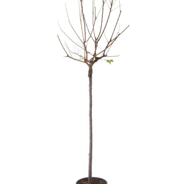 Prunus armeniaca 'ROUGE DU ROUSSILLON' PRARRODUROST-I-8051838525298