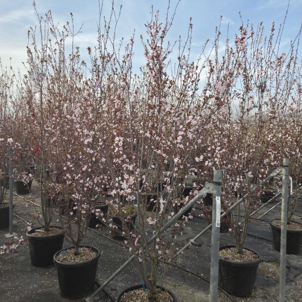 Prunus cerasifera 'Nigra' (Okrasna rdečelistna sliva)