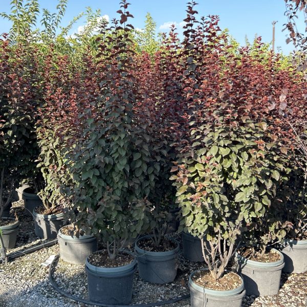 Prunus cerasifera 'Nigra' (Okrasna rdečelistna sliva)