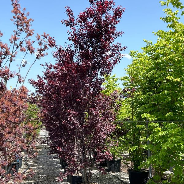 Prunus cerasifera 'Nigra' (Okrasna rdečelistna sliva)