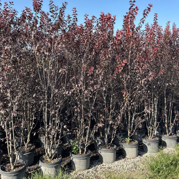 Prunus cerasifera 'Nigra' (Okrasna rdečelistna sliva)