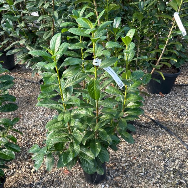 Prunus laurocerasus 'Novita' (Lovorikovec)