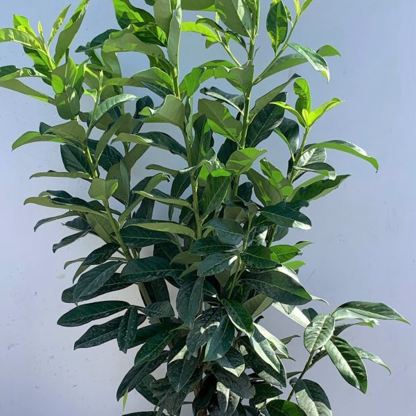 Prunus laurocerasus 'Novita' (Lovorikovec)