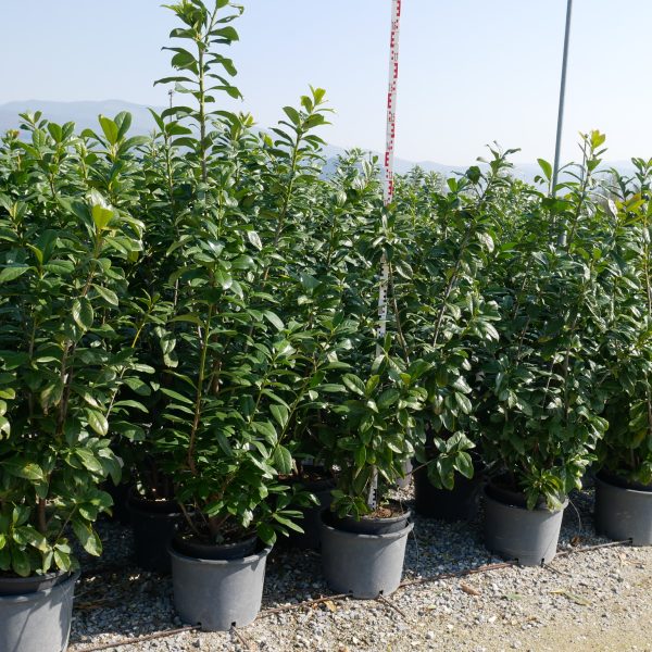 Prunus laurocerasus 'Novita' (Lovorikovec)