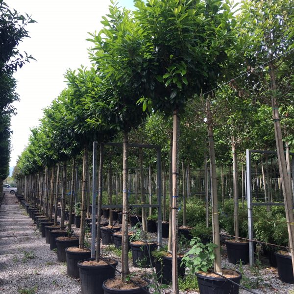 Prunus laurocerasus 'Novita' (Lovorikovec)