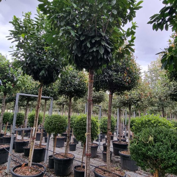 Prunus laurocerasus 'Novita' (Lovorikovec)