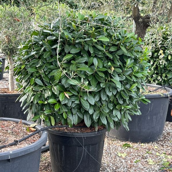 Prunus laurocerasus 'NOVITA' PRLANOBALL-I-8051838444704
