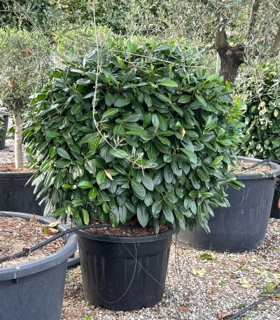 Prunus laurocerasus 'NOVITA' PRLANOBALL-I-8051838444704