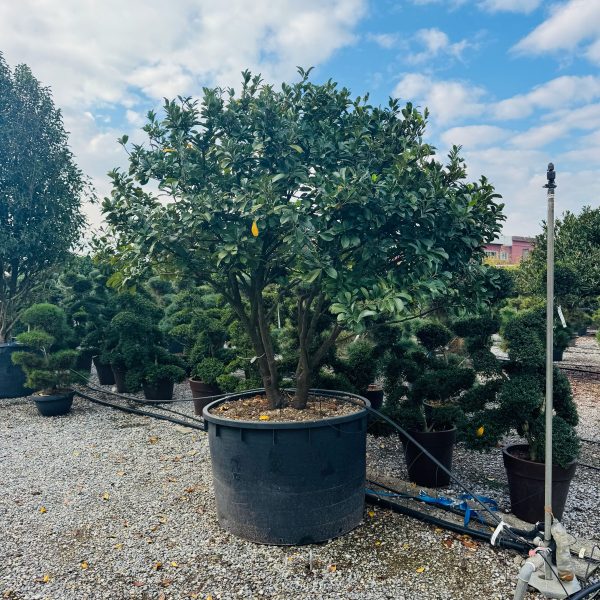 Prunus laurocerasus 'NOVITA'