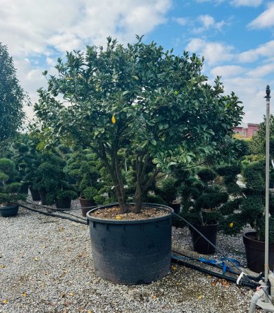 Prunus laurocerasus 'NOVITA' PRLANOMULTI-I-8051838610673
