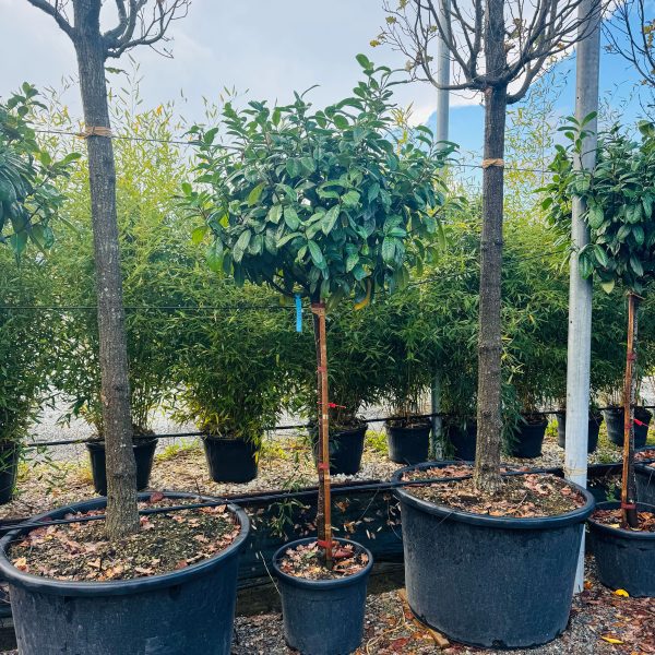 Prunus laurocerasus ‘Novita’ – oblika na steblu