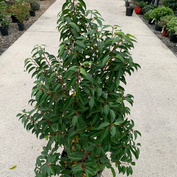 Prunus lusitanica `Angustifolia` (Portugalski lovorikovec)