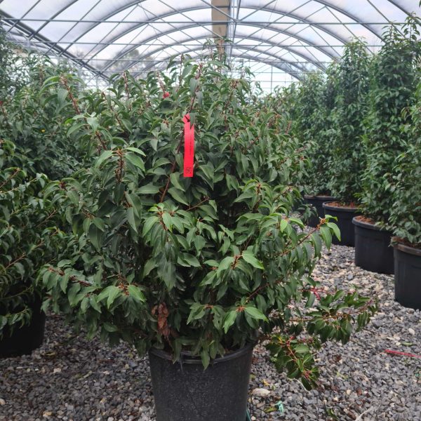 Prunus lusitanica `Angustifolia` (Portugalski lovorikovec)