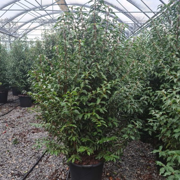 Prunus lusitanica `Angustifolia` (Portugalski lovorikovec)